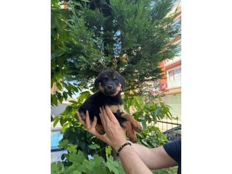 Mağazamızdan macar rottweiler yavruları sizlerle