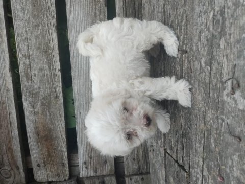 Maltese terrier yavru
