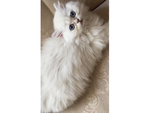 Acil ve ücretsiz sahiplendirme british longhair