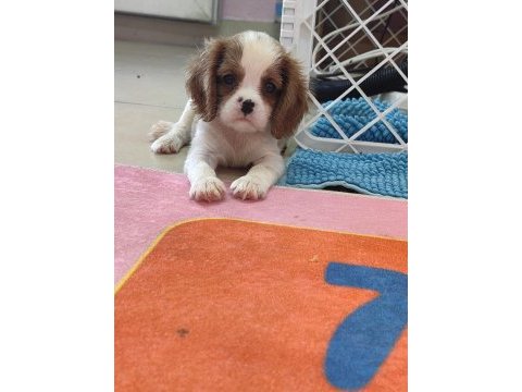 En iyi pedigreye sahip cavalier king charles yavrular