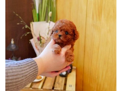 Kore kan poodle yavrularım