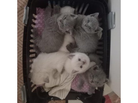 British shorthair yavrular gönderim mevcut