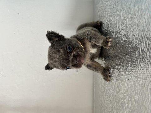 A kalite lilac tan french bulldog bebekler