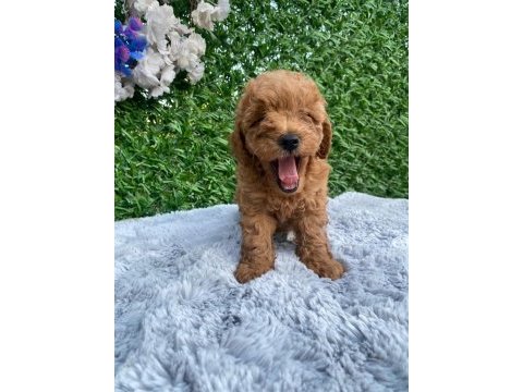 Toy poodle yavruları