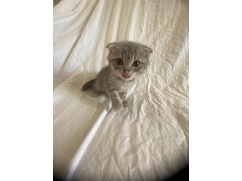 Scottish fold & straight yavrularımız