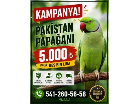 Yavru pakistan papağanı