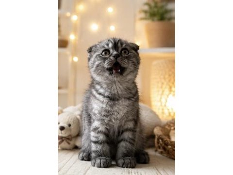 Yavru scottish fold kedilerimiz
