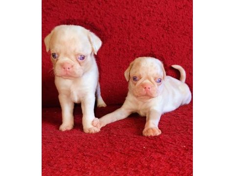Egzotik renk pug mops