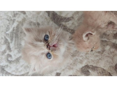 Saf kan exotic shorthair kediler