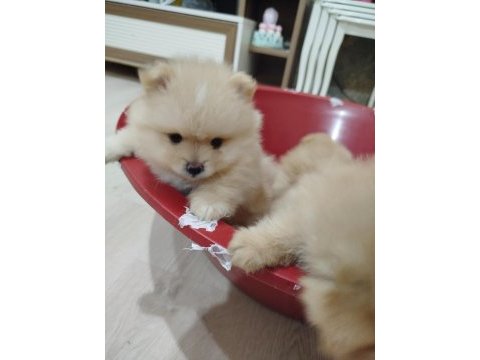Ayı surat pomeranian boo yavruları