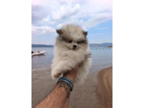 Pomeranian boo yavruları