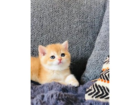 A kalite british shorthair golden yavrular
