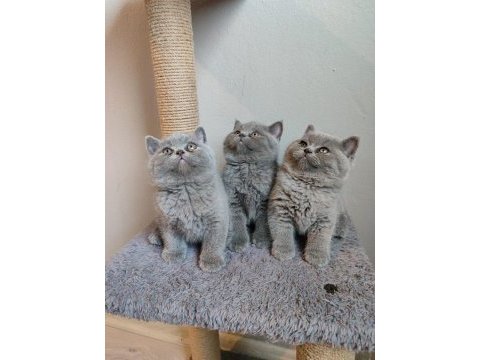 Ayıcık safkan british shorthair yavrularımız