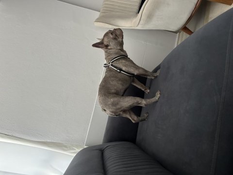 French bulldog köpeğimiz