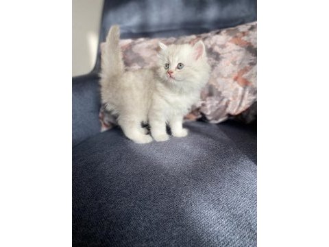 Kedilerimiz yeni yuvalarına gitmeye hazır