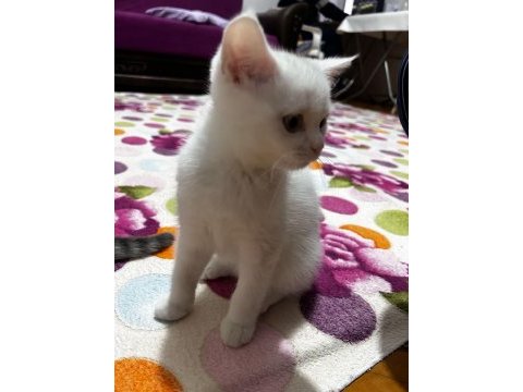Yavru british shorthair kedilerimiz sahiplendirilecek