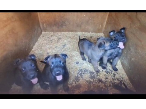 Kusursuz malinois bebekler