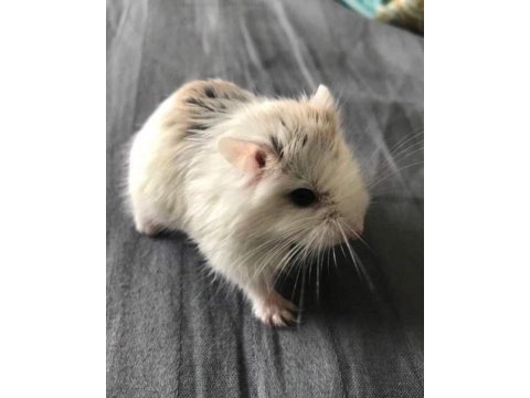 Hamster-gonzales yavrularımız heryere gönderim