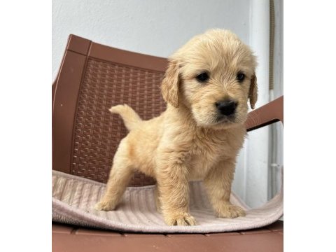 A kalite golden retriever yavruları