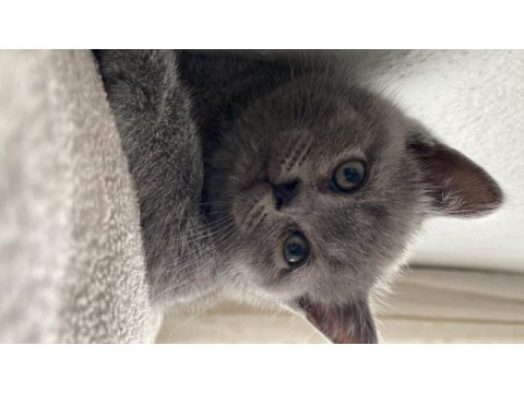 British shorthair