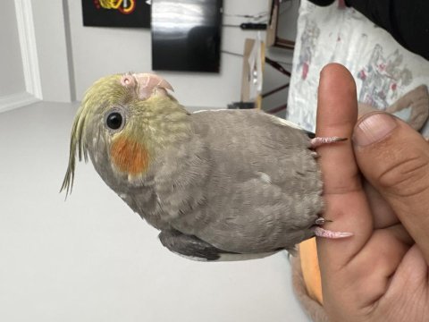 6 aylık erkek sultan papağanı