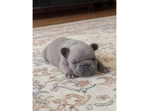 En güzeli için ulaşın mükemmel french bulldog bebekler