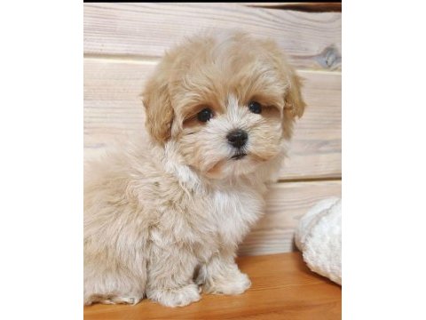 Teacup minik maltipoo yavruları