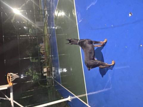6 aylık doberman