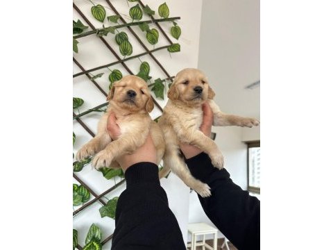 Golden retriever bebekler yeni yuvalarını arıyorlar