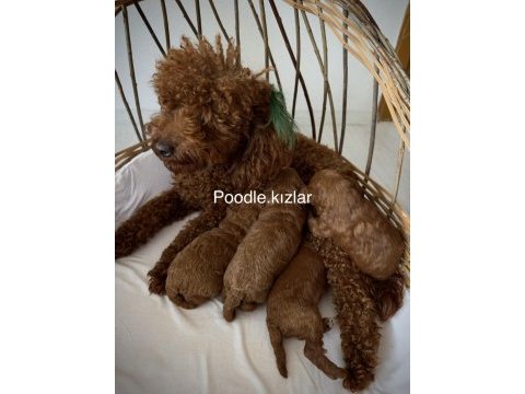 Red brown toy poodle yavruları