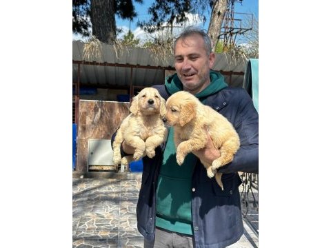 Sevimli golden retriever yavrularımız