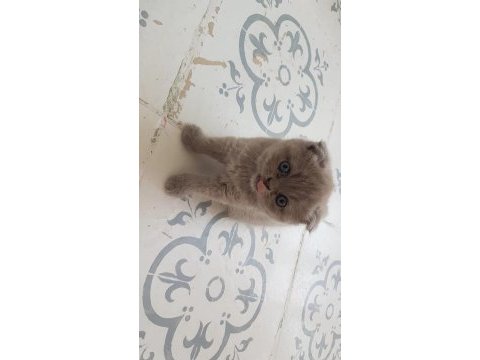 Muhteşem güzellikte scottish fold yavrularımız