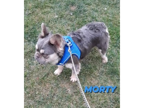 Fluffy ve ısabella taşıyıcı exotıc french bulldog yavruları