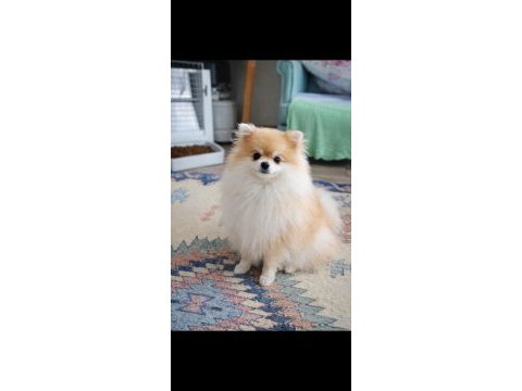 Pomeranian mini boy bakımlı