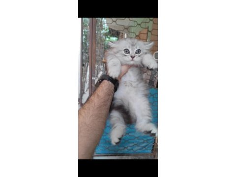 British shorthair kedisi