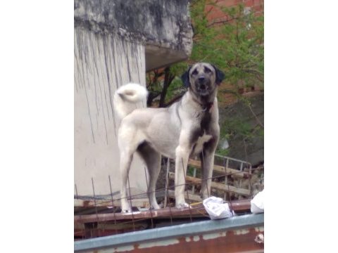 Karabaş kurtboğan ırkı