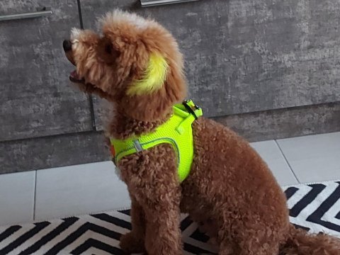 Toy poodle maltipoo yavrusu