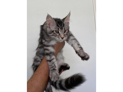 Mco dişi silver tabby blotches