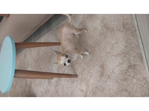 Micro boy chihuahua