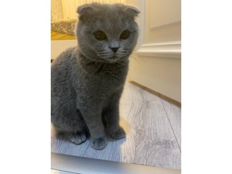 Full orjinal 5 aylık dişi evde büyümüş scottish fold