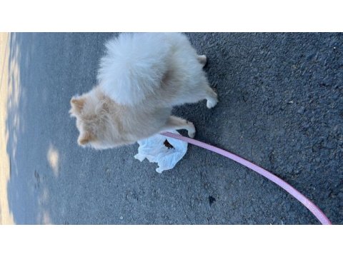 8 aylık pomeranian