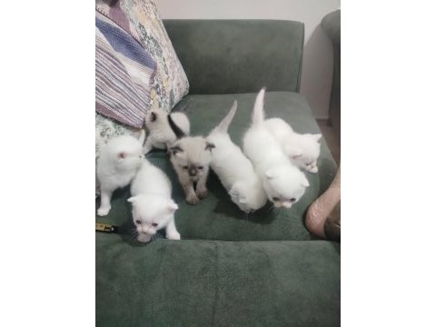 Scottish fold blue point