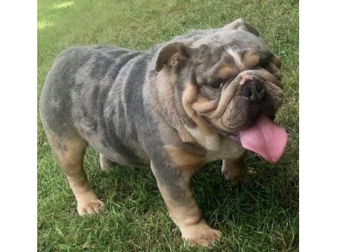 Tuvalet eğitimli ingiliz bulldog yavrumuz
