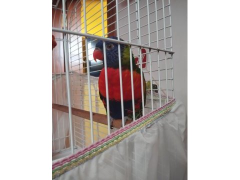 Gökkuşağı lori papağanı