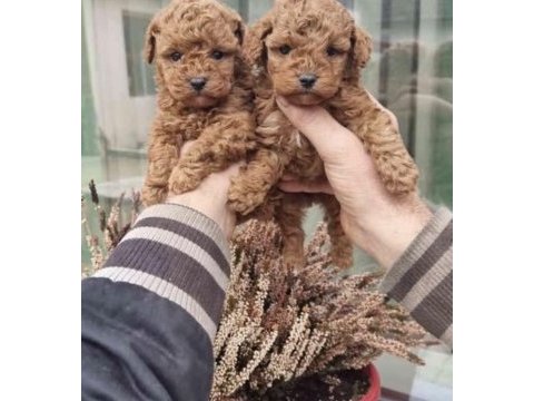Toy poodle cinsi köpeği