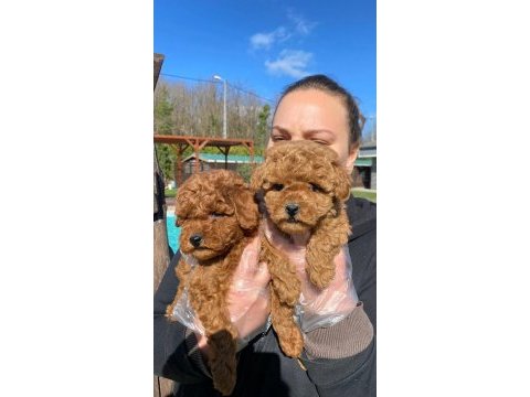 Tea cup  orjinal toy poodle yavrulari