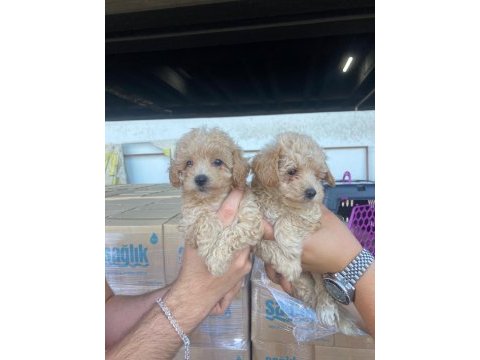Evden anne altından maltipoo