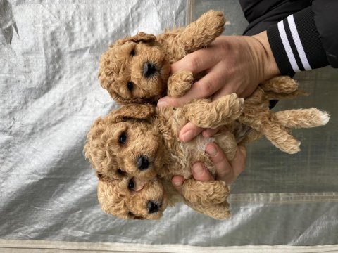 Mükemmel kalite toy poodle yavrular