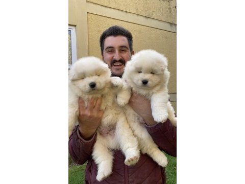 Kıf/fcı şecereli samoyed yavrular