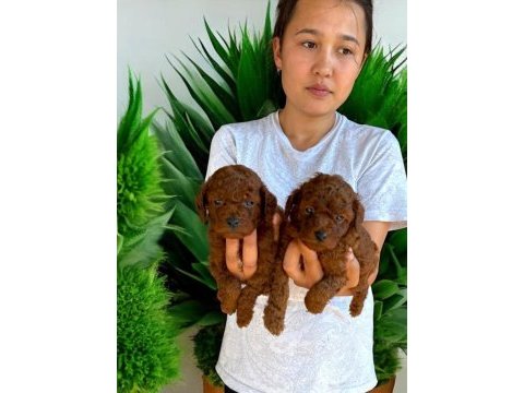 Çok tatlı kore toy poodle yavrularımız